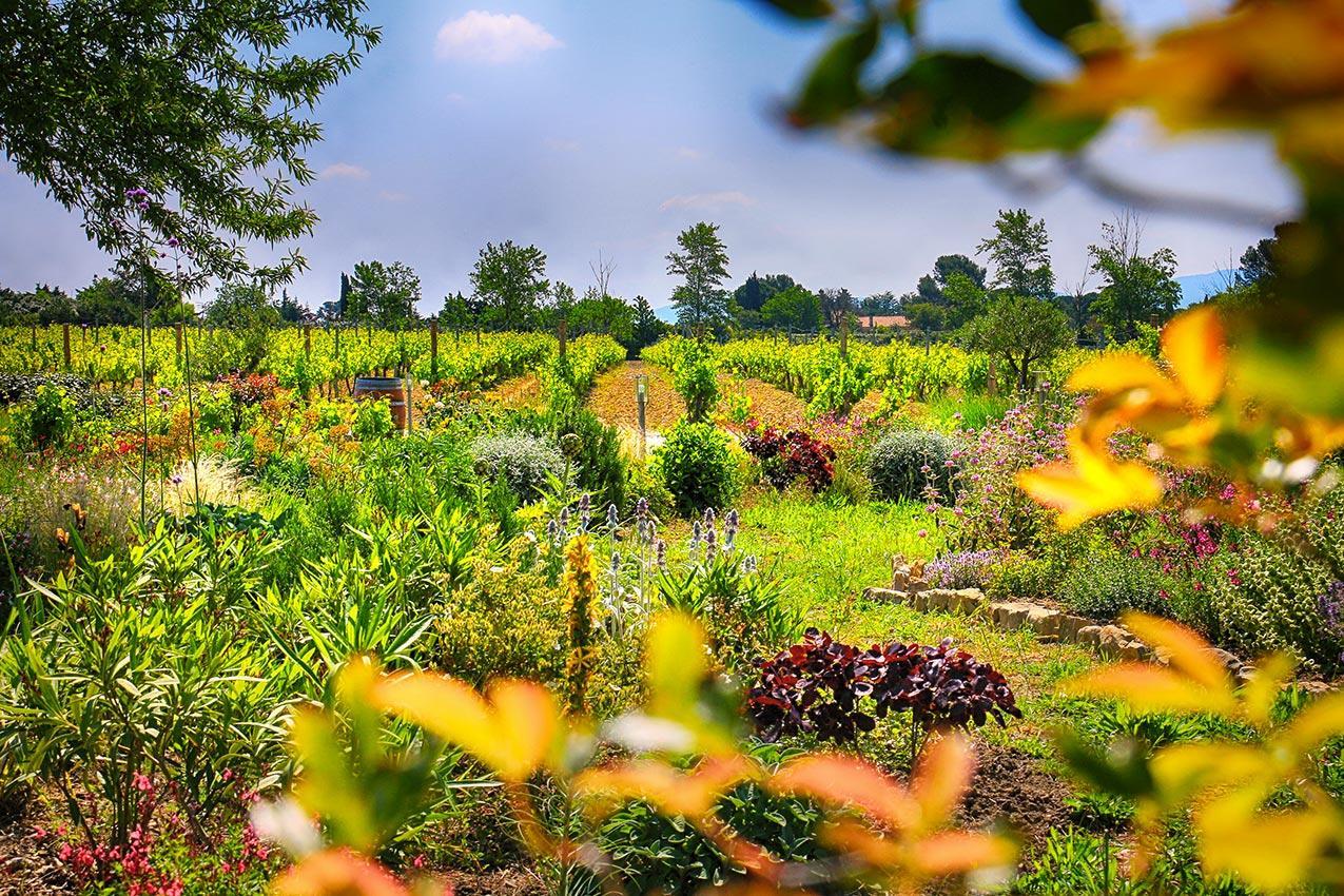 O'Vineyards B&B Carcassonne Villemoustaussou Экстерьер фото